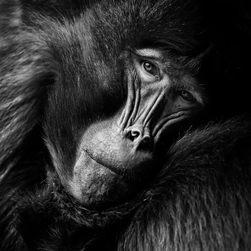 Lonely Baboon