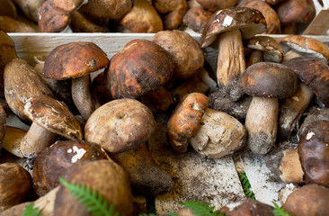 White mushrooms in a box of Porcini  at the market in Italy