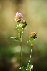 Cheerful autumn morning
