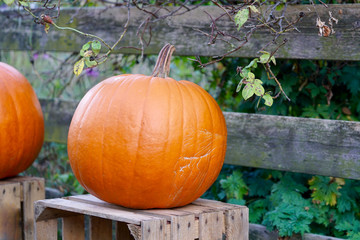 calabash