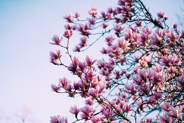 Magnolia