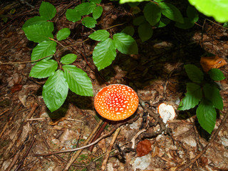 Один из самых ядовитых грибов – мухомор красный вырос в лесу