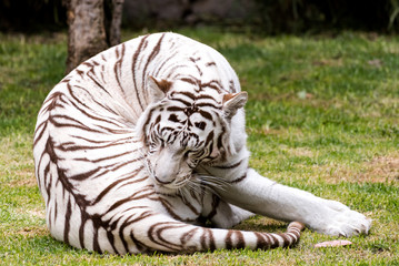 Juan José Martínez Palacio