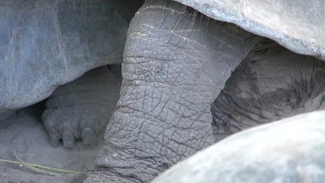 Close up from The Gal&aacute;pagos tortoise mating at Isabela, Galapagos Islands, Ecuador