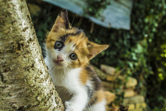 Kitten plays on a tree
