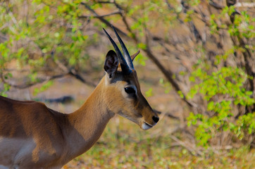 Simbavati Wildlife