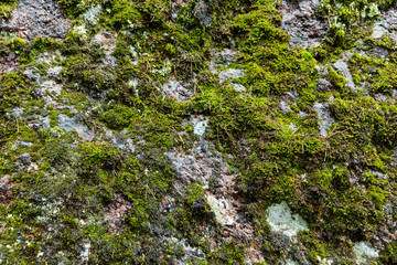 Green moss on the stone texture