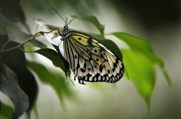 Colorful Butterfly sitting on a Leaf Close up