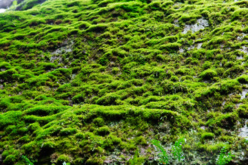 Green moss on the stone texture