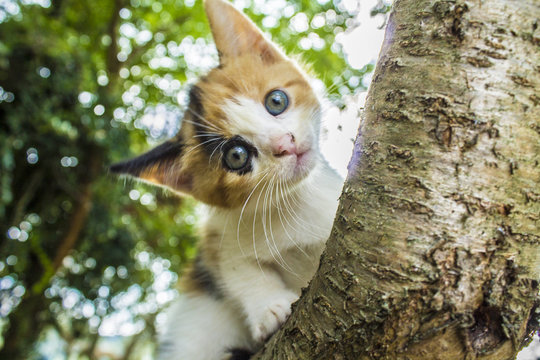 Kitten plays on a tree