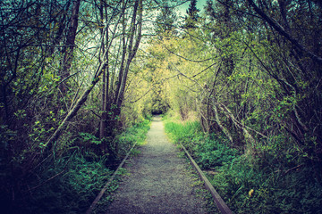 Pathway through the marsh