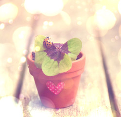 Grußkarte - Marienkäfer auf Kleeblatt