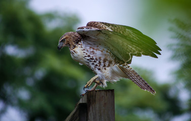 Red-Tailed Hawk Extended Wings