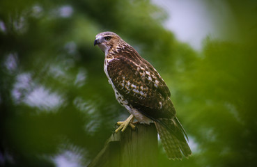 Perched Red-Tailed Hawk