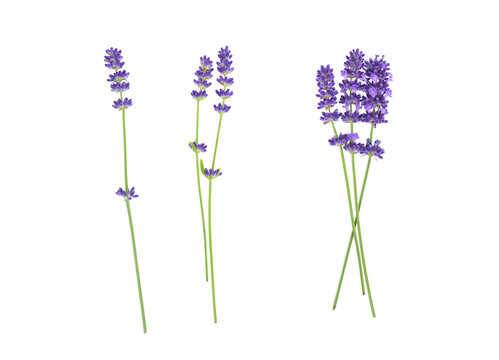 Fototapeta Lavender flowers isolated on white 