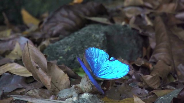 Blue butterfly open his wings in slow motion