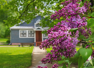 Fototapeta na wymiar Blooming lilac in museum-reserve 