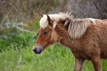The Wild Horses of Shackleford Banks