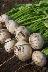 畑で収穫直後のカブ