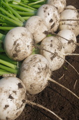 畑で収穫直後のカブ