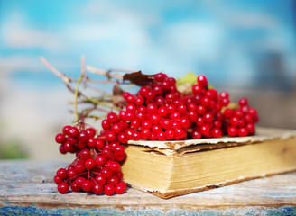 Bunch of red autumn guilder-rose (viburnum) berries on an old book, soft focus
