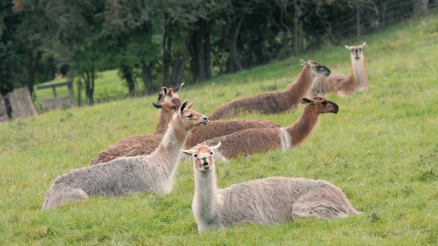 Herd of llamas grazing in British field. Domesticated camelids raised for wool, chewing cud and eating grass in British countryside