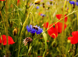 Obraz premium Field with poppies and cornflowers. Bee on cornflowers. Wildflowers. Flowers in a summer field