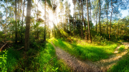 Fototapeta na wymiar Morgensonne scheint auf Wanderweg im Wald