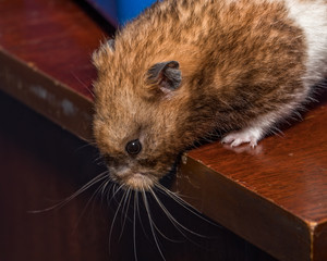 Hamster 1