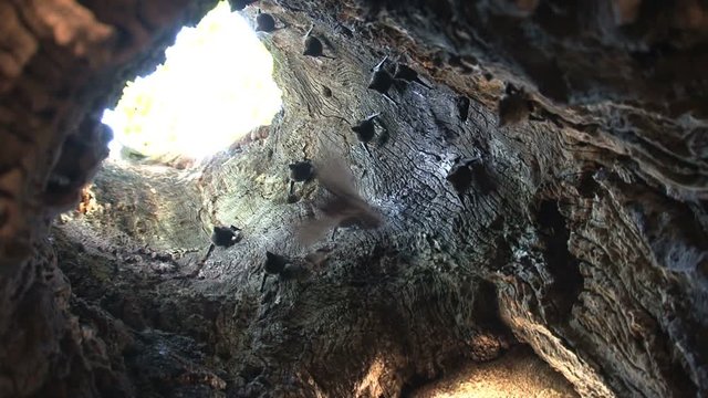 Zoom in at bats flying around inside a death tree
