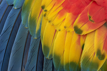 Fototapeta premium Beautiful nature: parrot feathers background.