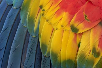 Foto op Plexiglas Prachtige natuur: papegaai veren achtergrond. © Ana Tramont