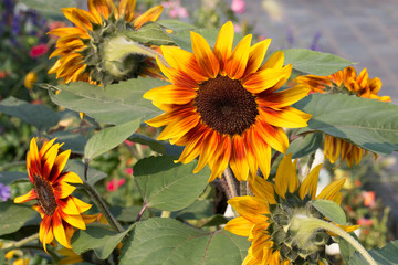 Mehrere Sonnenblumenblüten im Spätsommer
Several sunflower blossoms in late summer