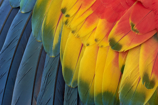 Beautiful nature: parrot feathers background.