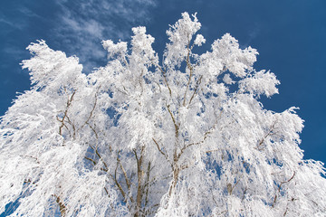 Winterlich - Birke mit Raureif überzogen vor blauem Himmel