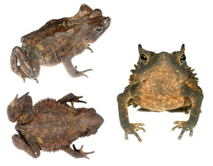 Crested Forest Toad (Rhinella margaritifera) from Ecuador