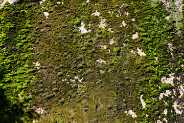 Green moss on the stone texture