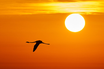 Flamingo fly at sunset