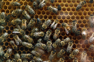 Bees on a comb frame making honey