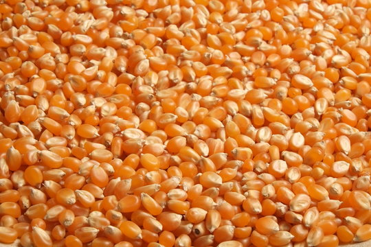 Popcorn grain cereals. Agriculture industry