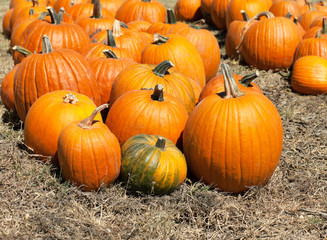 Pumpkin patch
