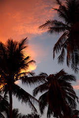 Sunset behind Palm Trees