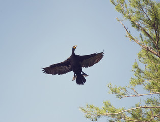 Double-crested Cormorant