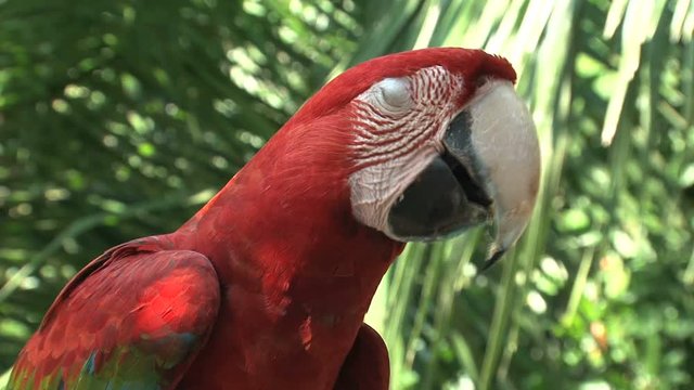 Red-and-green Macaw,Amazon