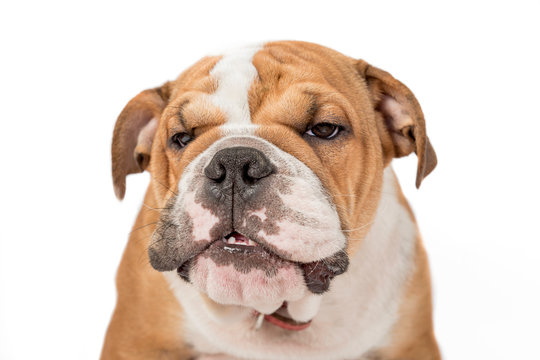 Grumpy English bulldog