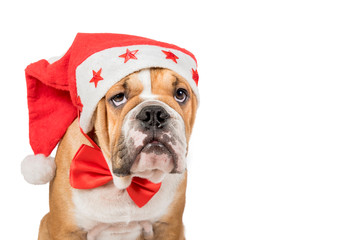 English bulldog pup,Christmas concept