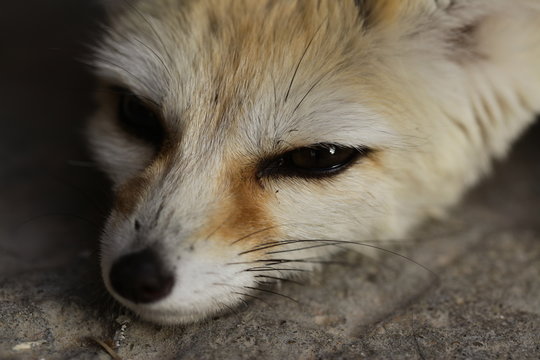 Afrykańskie zwierzęta  - mały fenek - portret