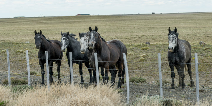 Five horses standing next to fence in field, Santa Cruz Province
