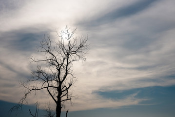 Silhouette of dried tree