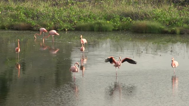 Flamingos in the morning at Isabela, Galapagos Islands, Ecuador